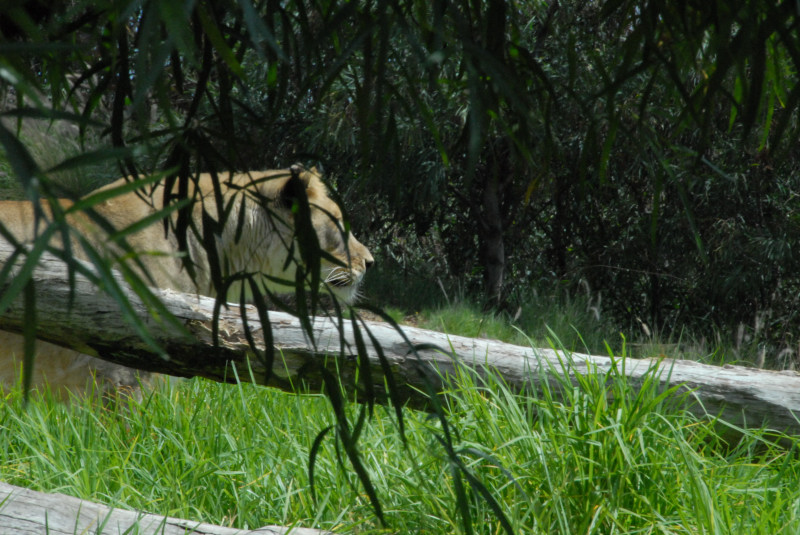 Visit to San Diego Zoo facilities