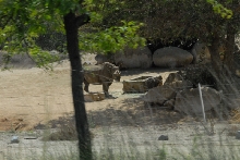 Visit to San Diego Zoo facilities