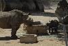 Visit to San Diego Zoo facilities