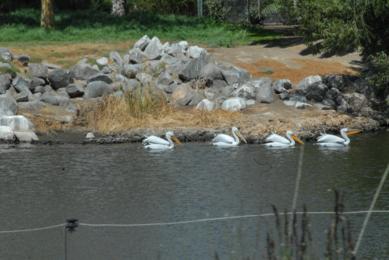 Visit to San Diego Zoo facilities
