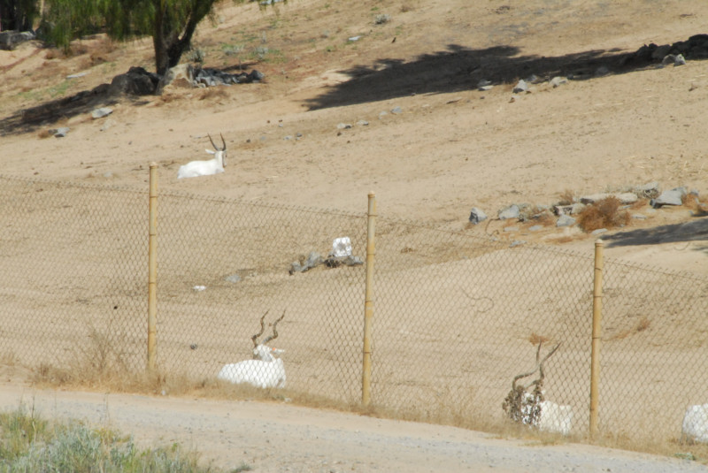 Visit to San Diego Zoo facilities