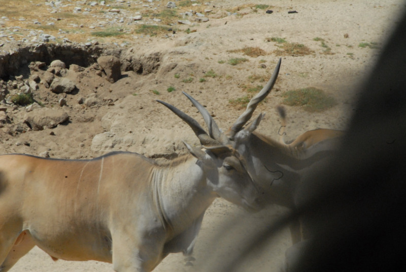 Visit to San Diego Zoo facilities