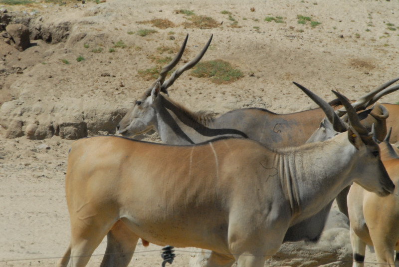 Visit to San Diego Zoo facilities
