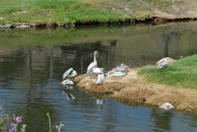 Visit to San Diego Zoo facilities
