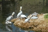 Visit to San Diego Zoo facilities