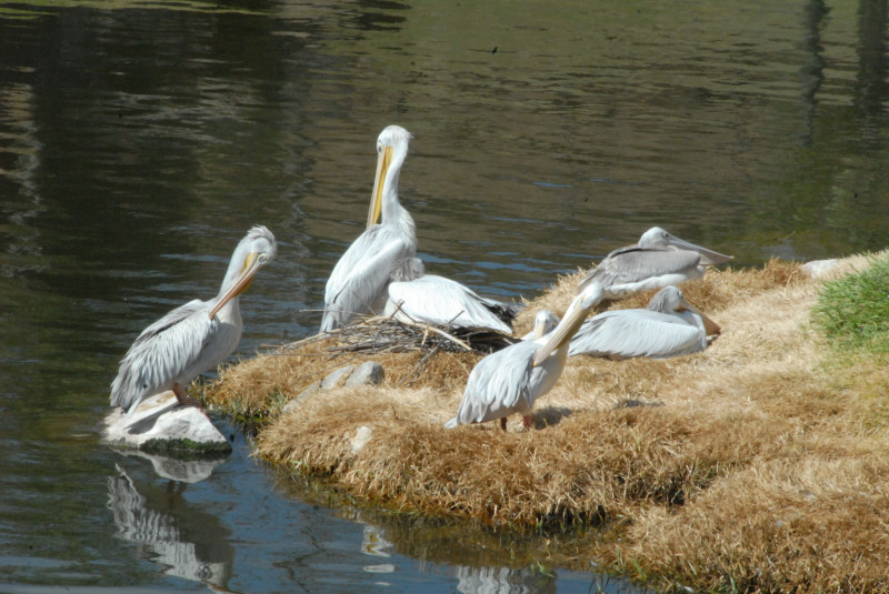 Visit to San Diego Zoo facilities