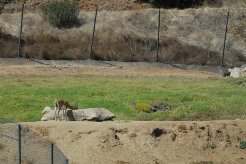 Visit to San Diego Zoo facilities