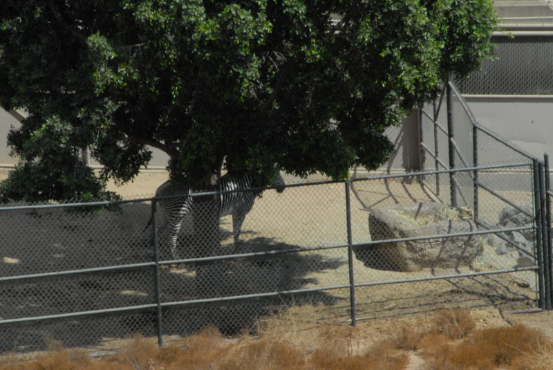 Visit to San Diego Zoo facilities