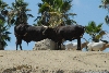 Visit to San Diego Zoo facilities