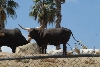 Visit to San Diego Zoo facilities
