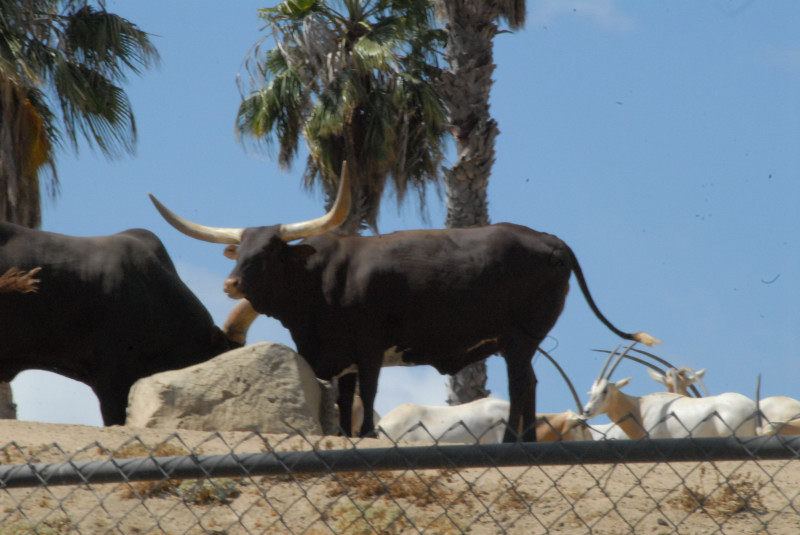 Visit to San Diego Zoo facilities