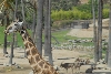 Visit to San Diego Zoo facilities