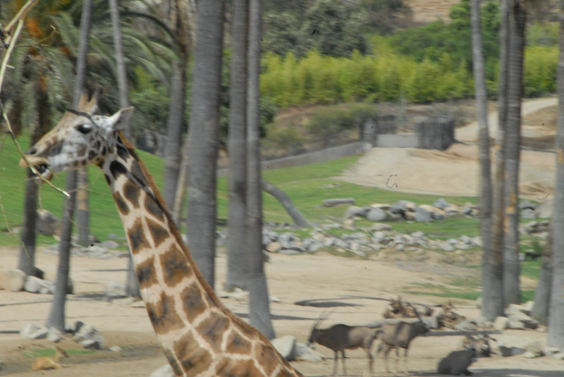 Visit to San Diego Zoo facilities