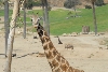 Visit to San Diego Zoo facilities