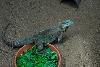 Visit to San Diego Zoo facilities