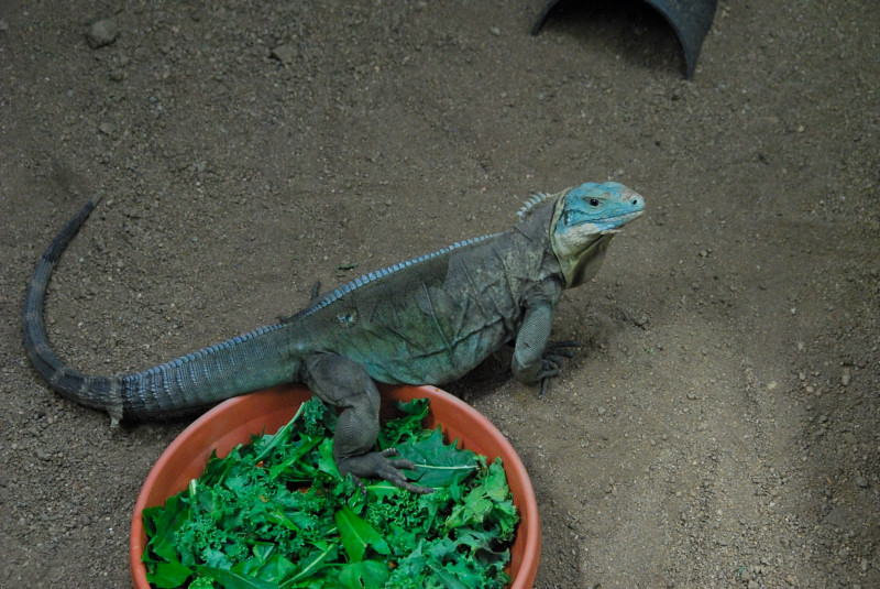 Visit to San Diego Zoo facilities