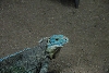 Visit to San Diego Zoo facilities