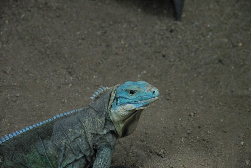 Visit to San Diego Zoo facilities