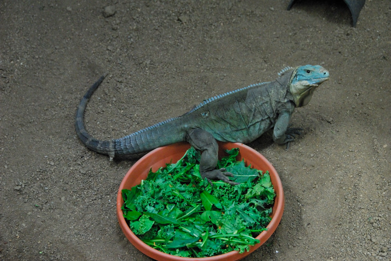 Visit to San Diego Zoo facilities