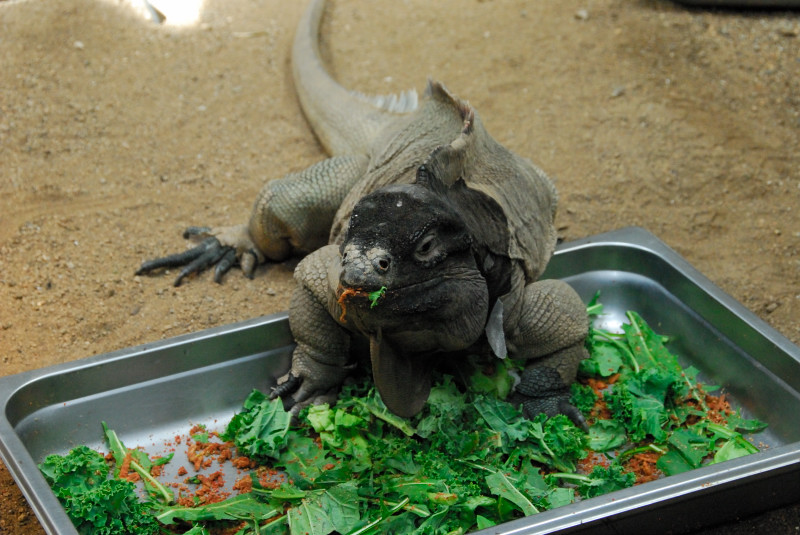 Visit to San Diego Zoo facilities