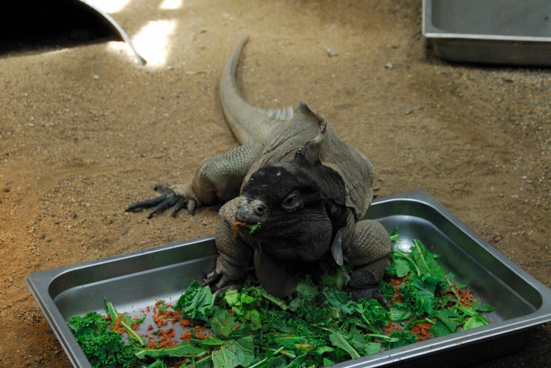 Visit to San Diego Zoo facilities