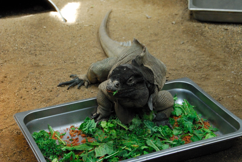 Visit to San Diego Zoo facilities