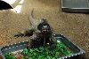 Visit to San Diego Zoo facilities