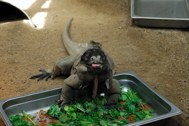 Visit to San Diego Zoo facilities