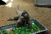 Visit to San Diego Zoo facilities