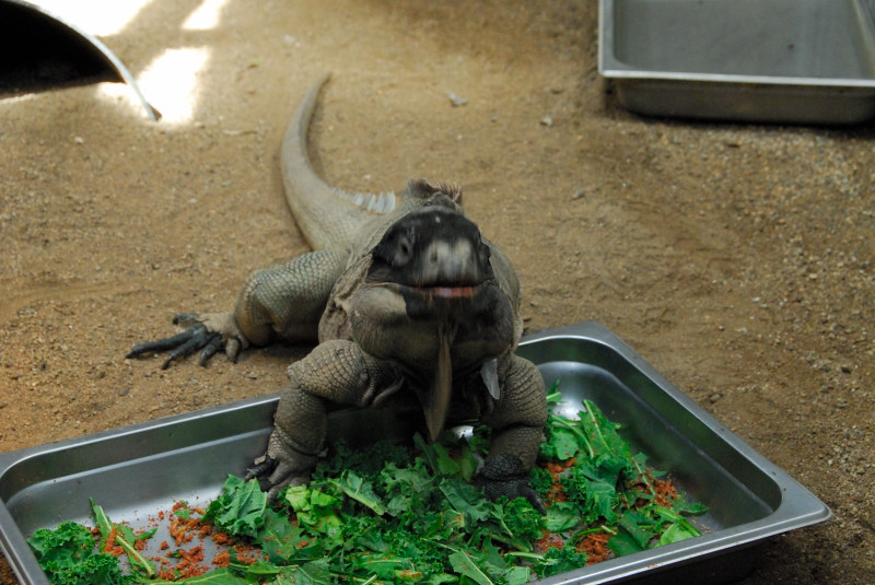 Visit to San Diego Zoo facilities