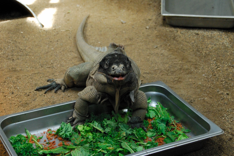 Visit to San Diego Zoo facilities