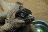 Visit to San Diego Zoo facilities