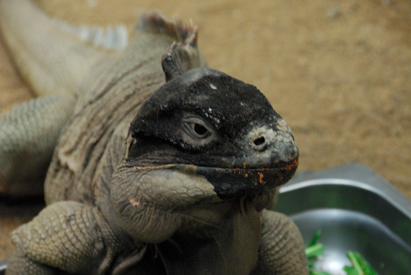 Visit to San Diego Zoo facilities