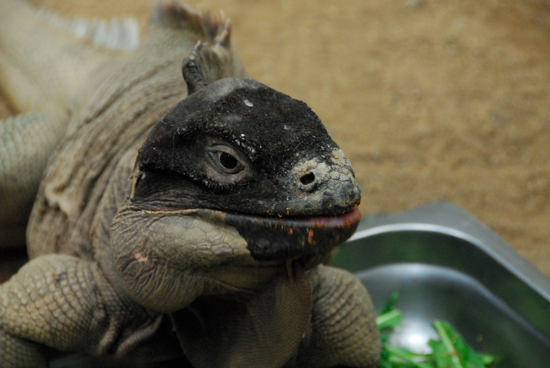 Visit to San Diego Zoo facilities