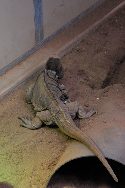 Visit to San Diego Zoo facilities