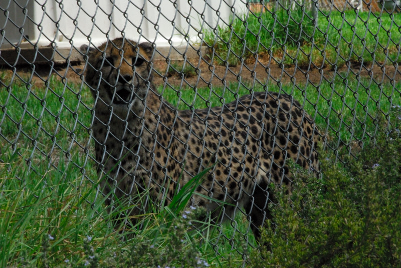 Visit to San Diego Zoo facilities