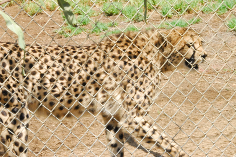 Visit to San Diego Zoo facilities
