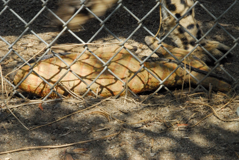 Visit to San Diego Zoo facilities