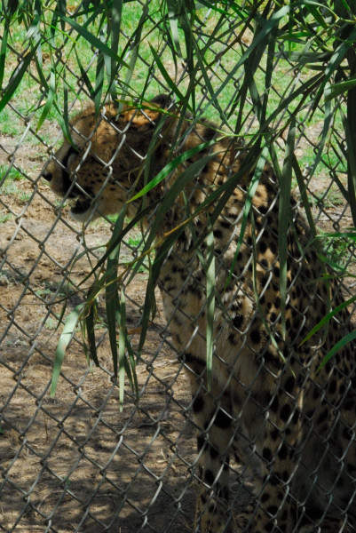 Visit to San Diego Zoo facilities
