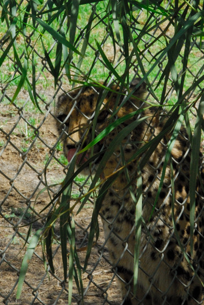 Visit to San Diego Zoo facilities