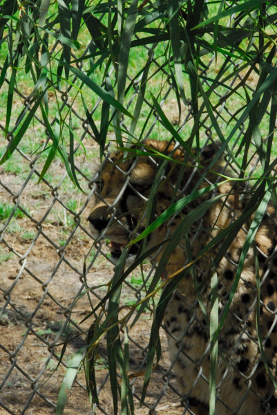 Visit to San Diego Zoo facilities