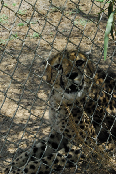 Visit to San Diego Zoo facilities