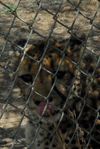 Visit to San Diego Zoo facilities