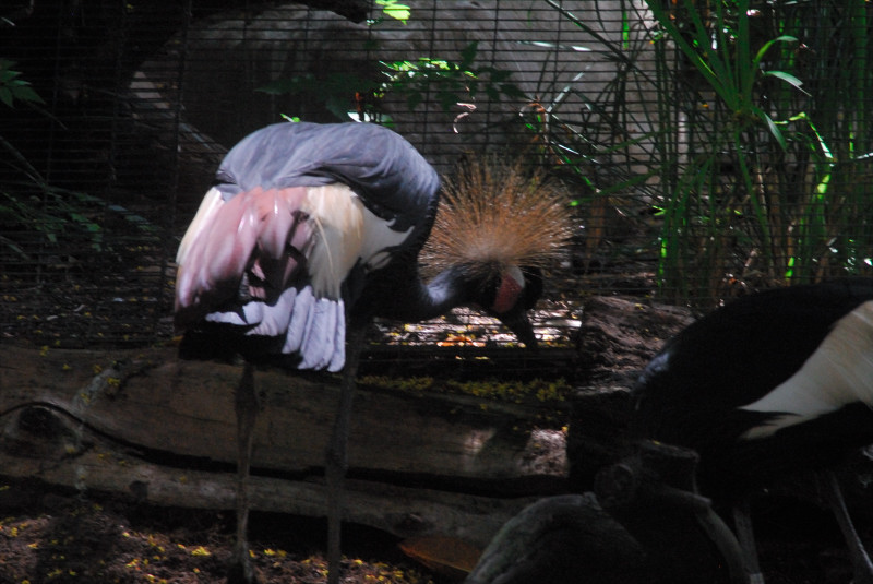Visit to San Diego Zoo facilities
