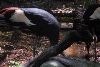 Visit to San Diego Zoo facilities