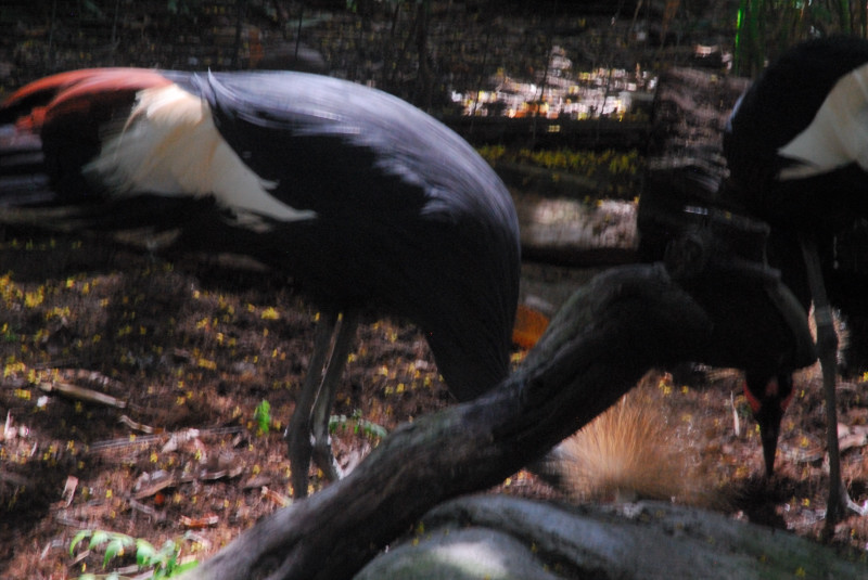 Visit to San Diego Zoo facilities