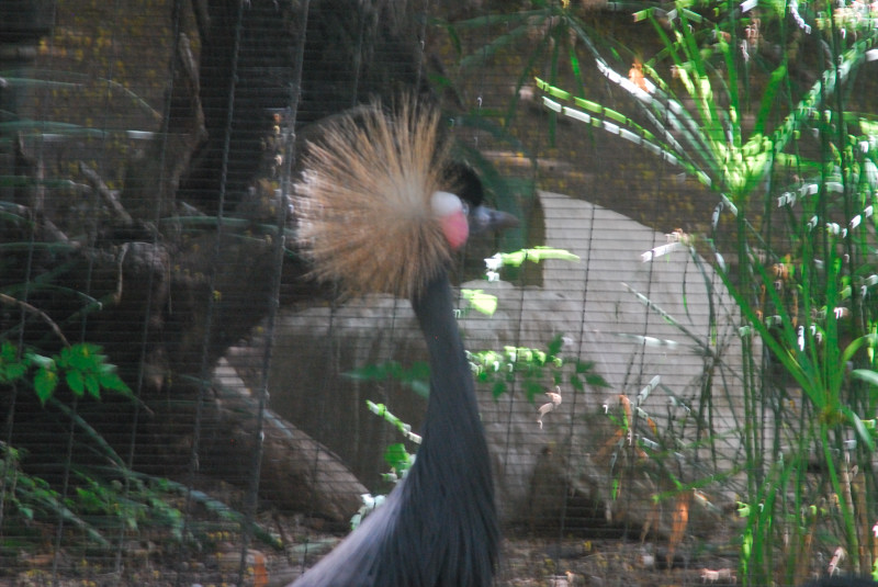 Visit to San Diego Zoo facilities