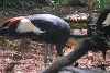 Visit to San Diego Zoo facilities