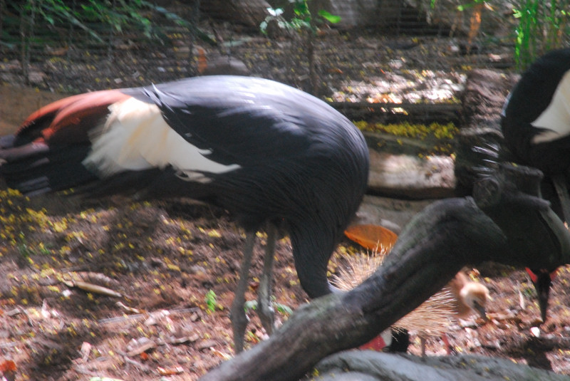 Visit to San Diego Zoo facilities