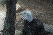Visit to San Diego Zoo facilities